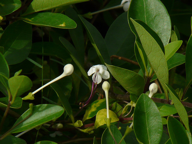 Seaside clerodendrum